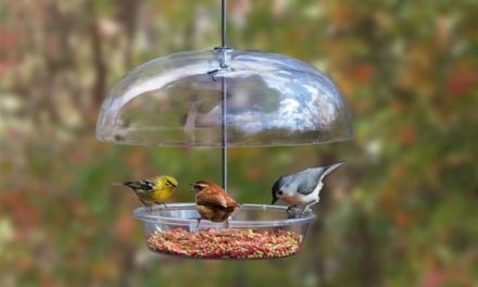 Engage Kids’ Love of Nature Through Bird Feeding, Ditch their Devices and Get Them Outdoors