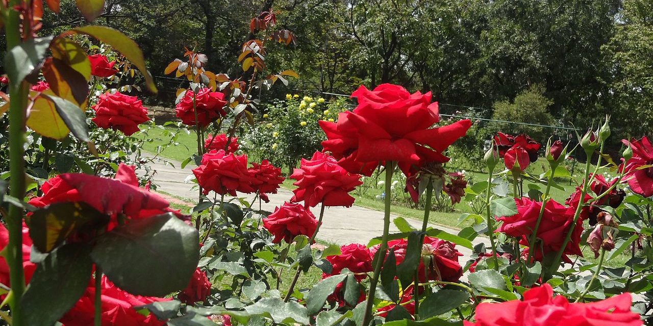 Natural Ways to Keep Roses Radiant This Season
