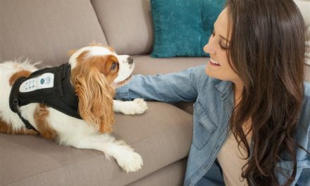 Improve your Dog’s Emotional Life