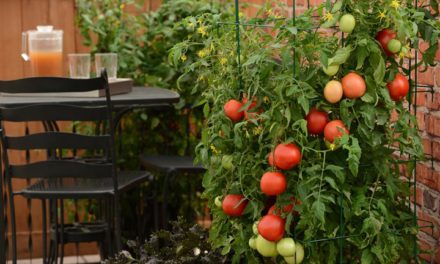 Check Out this Year’s Top 3 Trends in Vegetable Gardening