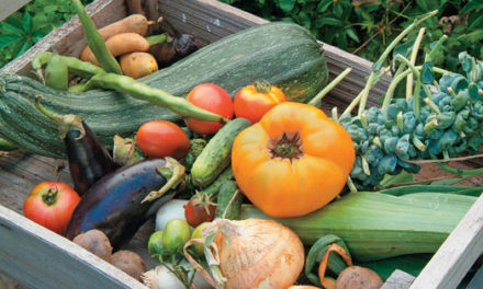 Small-Space Gardens: Easy Tips for Homegrown Flavors
