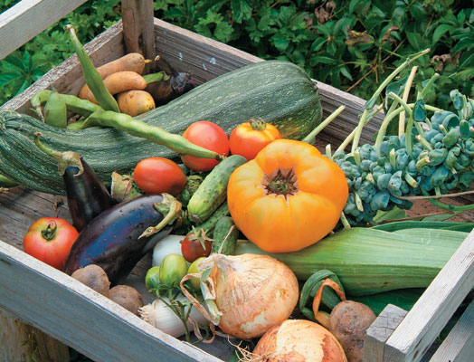 Small-Space Gardens: Easy Tips for Homegrown Flavors