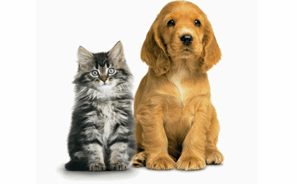 APL Sets June Pet Adoptions – Press Release