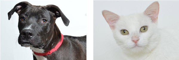 APL Sets August Pet Adoptions – Press Release