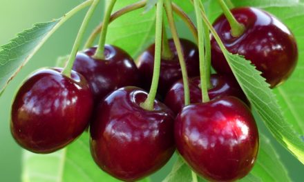 4 Surprising Health Benefits of Cherries – This Summer’s Superfruit