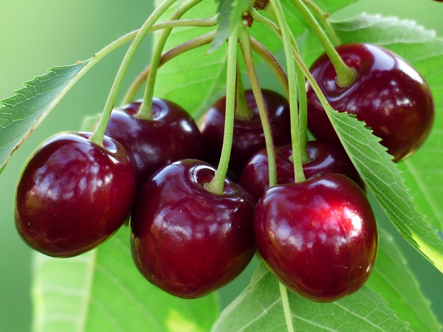4 Surprising Health Benefits of Cherries – This Summer’s Superfruit