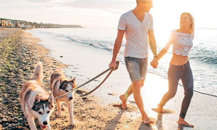 Tips for Summer Travel with Your Pet