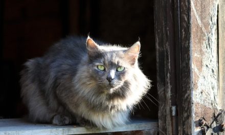 Animal Protective League announces New Barn Cat Program