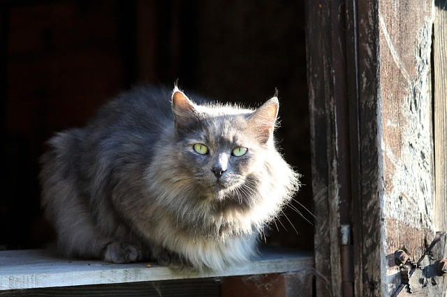 Animal Protective League announces New Barn Cat Program