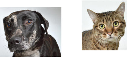 APL sets December Pet Adoptions