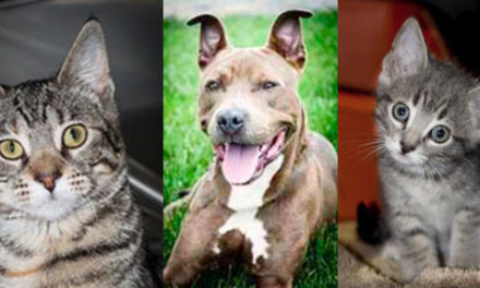 APL Sets March Pet Adoptions