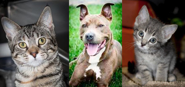 APL Sets March Pet Adoptions