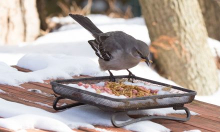 Hurricanes Harm Birds, Too: What You Can Do to Help Your Backyard Birds