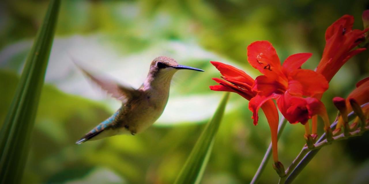 Do’s and Don’ts of Attracting Hummingbirds and Getting One to Land on your Hand