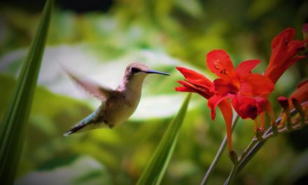 Do’s and Don’ts of Attracting Hummingbirds and Getting One to Land on your Hand