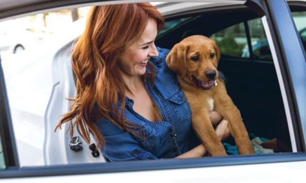 Tips for Safe Summer Travel with Pets