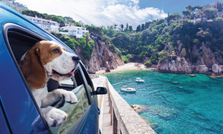 5 Tips to Take Pets on Trips