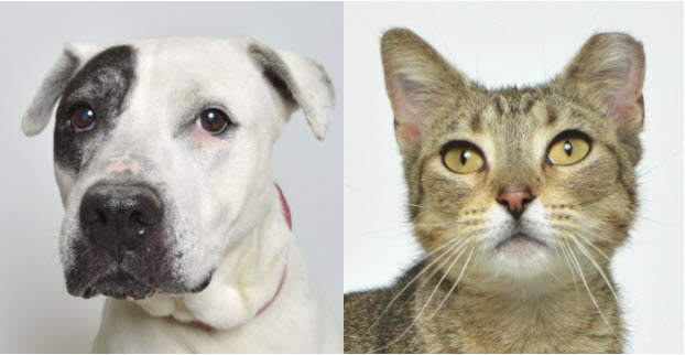 APL Sets July Pet Adoptions