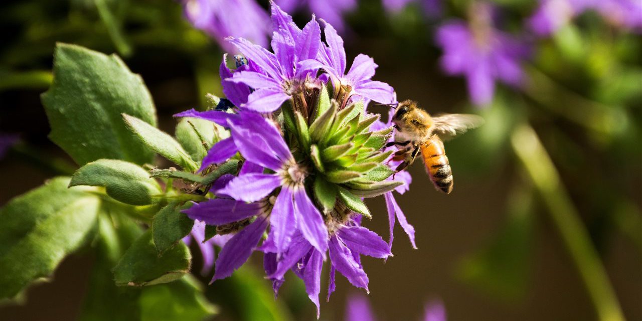 Bee responsible! How to Attract Pollinators to your Garden and Help Them Thrive