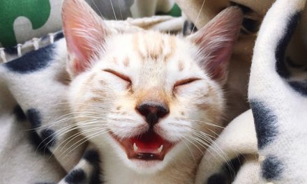 5 Tips for Keeping Your Cat Happy and Healthy