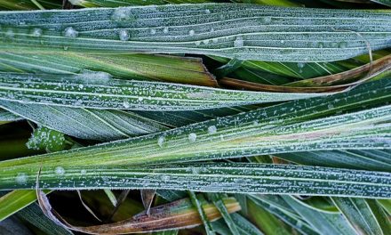 Frost is Coming – How to Protect Your Vegetables Still Growing