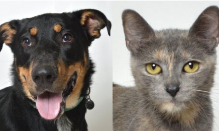 APL Sets November Pet Adoptions