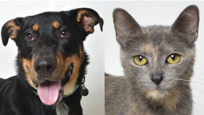 APL Sets November Pet Adoptions