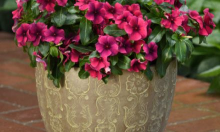Stunning New Styles in Flowers and Plants for Your Garden