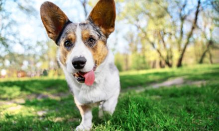 4 Qualities of a Pet-Friendly City