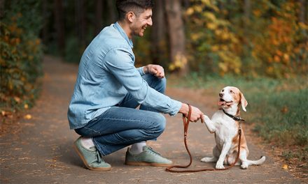 4 Tips to Train Your Pet