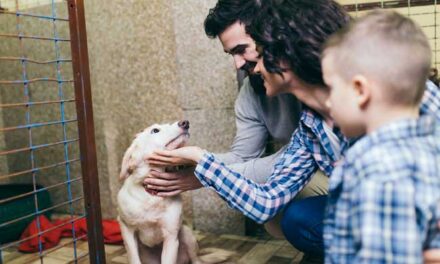 4 Tips to Make Adopting a Dog a Paws-itive Experience 4 Tips to Make Adopting a Dog a Paws-itive Experience
