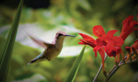 Simple Tips to Attract Hummingbirds to Your Yard