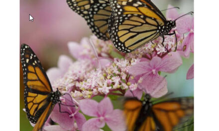 14th Annual Butterfly Release June 18, 2022 at 9-11am on 315 W Carpenter Springfield, IL 62702
