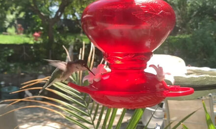 Hummingbird Feeding in Slow Motion