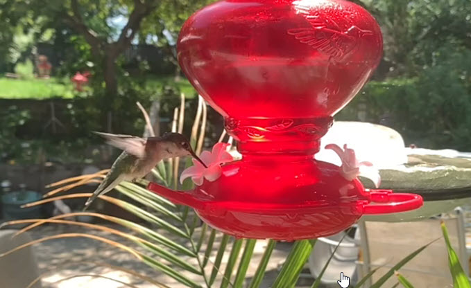 Hummingbird Feeding in Slow Motion