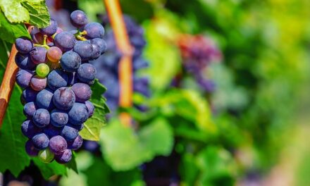Elkhart Hill Vineyard to Release Nouveau Wine