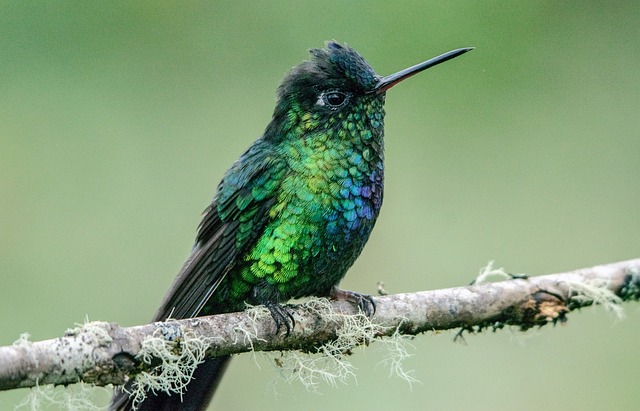 Spring 2023 Hummingbirds On Their Way