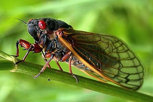 Cicadas Double Emergence of Broods 2024 Any Businesses Hosting Special Events?